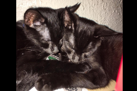 Huggin and Munnin
