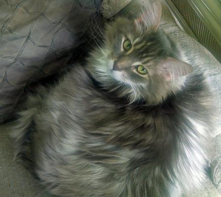 Frankie aka Big Cuties