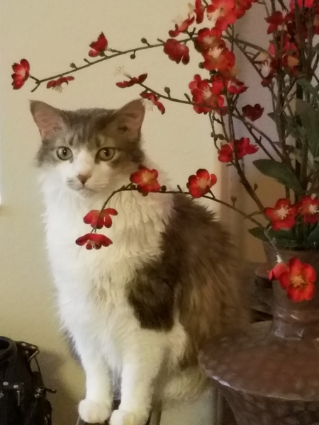 Ezio