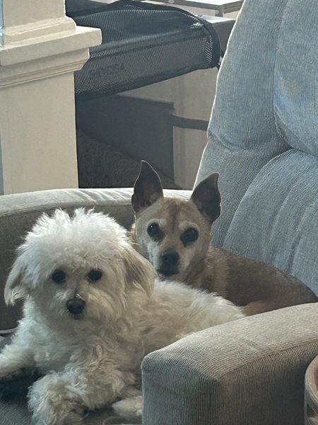 Lulu and Pixie