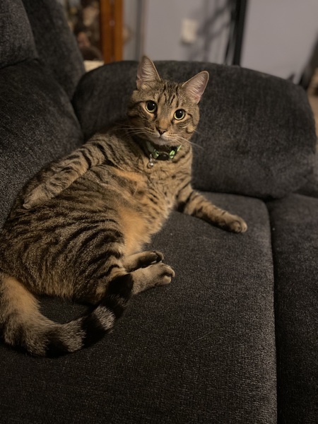 Lucy Fur