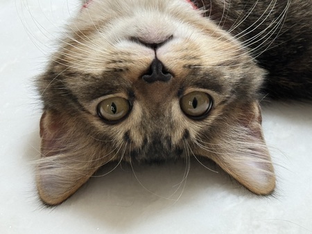 Frankie