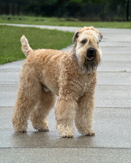 Leo