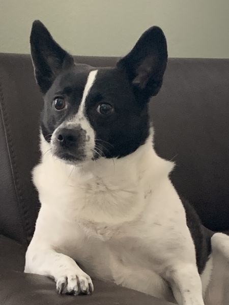 Oreo
