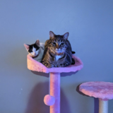 Entry image for Olivia (black and white) Nuna (tabby)