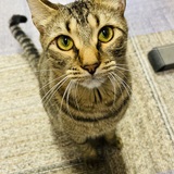 Entry image for Sammy
