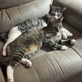 Entry image for Tigger & Bella