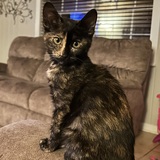 Entry image for Tortitude 
