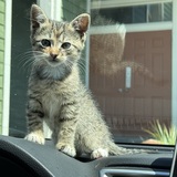 Entry image for Mudflap