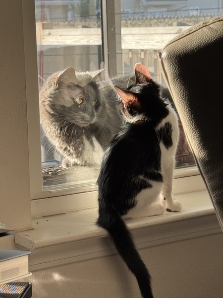 Agatha (grey), Goose (tuxedo)