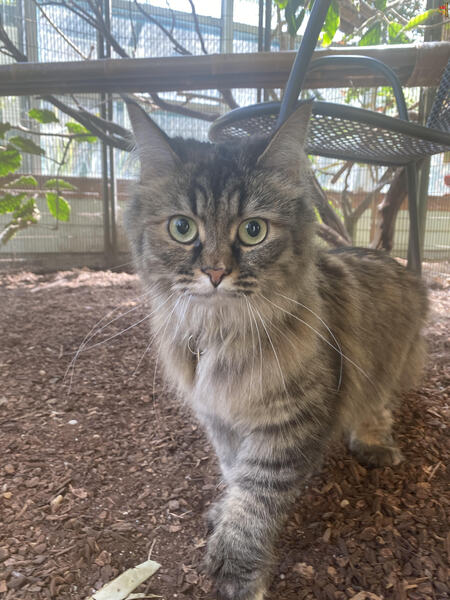 Hadley Cat