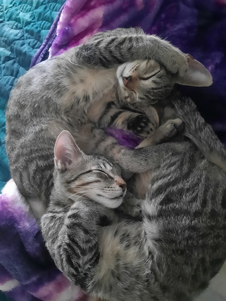 Jax and Chibs
