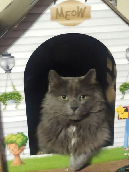 Totoro