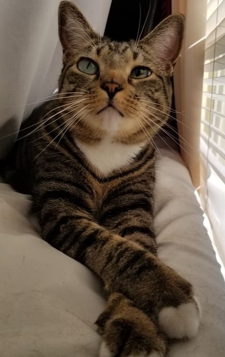 Finn