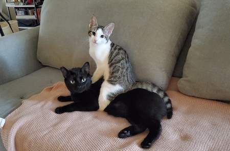 Salem and Dash 