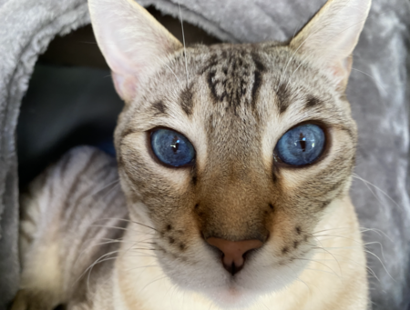 Paul Newman,  Purrlanthropist