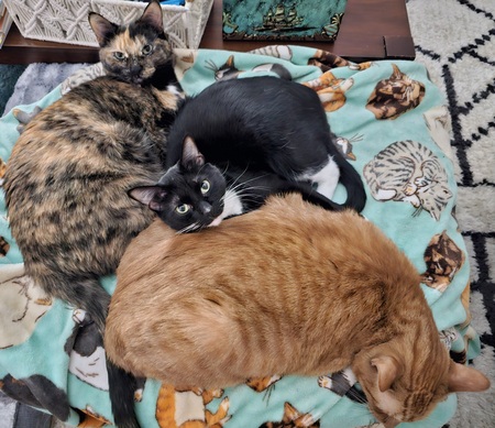Cali, Figgy, Oliver 