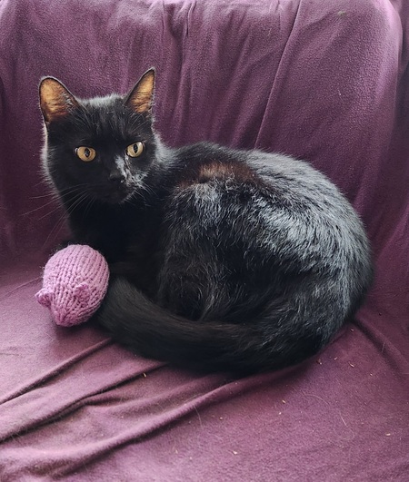 Entry image for Sinphoknee. Clicking this image will show a larger photo