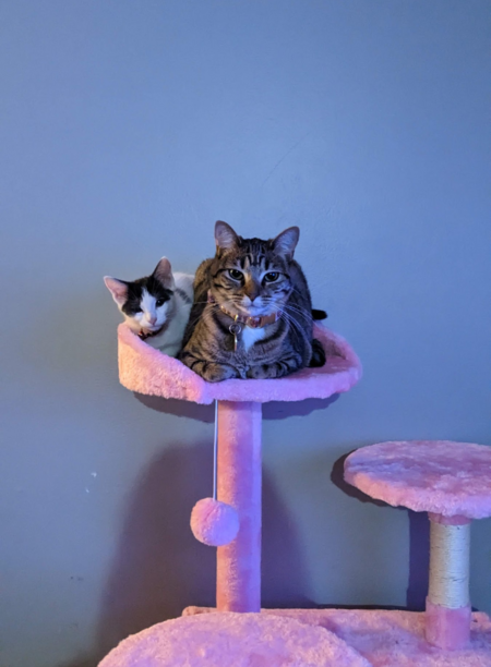 Entry image for Olivia (black and white) Nuna (tabby). Clicking this image will show a larger photo