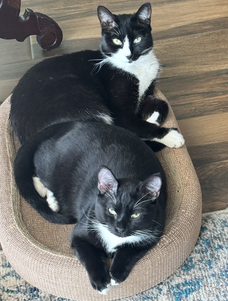 Murphy and Guinness