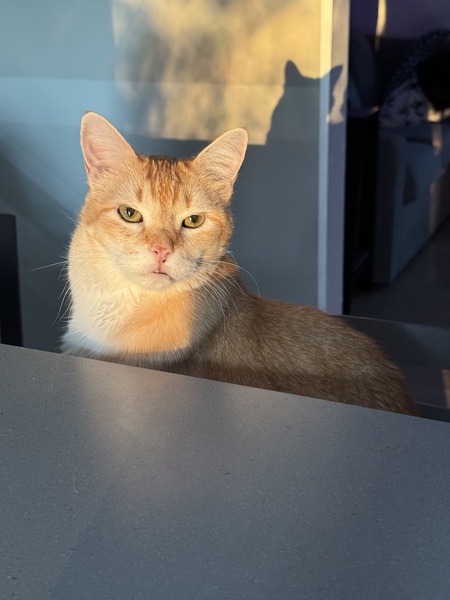 Pancake