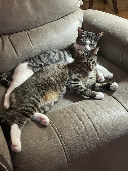 Entry image for Tigger & Bella. Clicking this image will show a larger photo