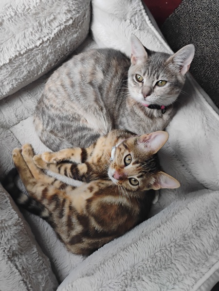 Entry image for •~~~Precious and Rose~~~•. Clicking this image will show a larger photo