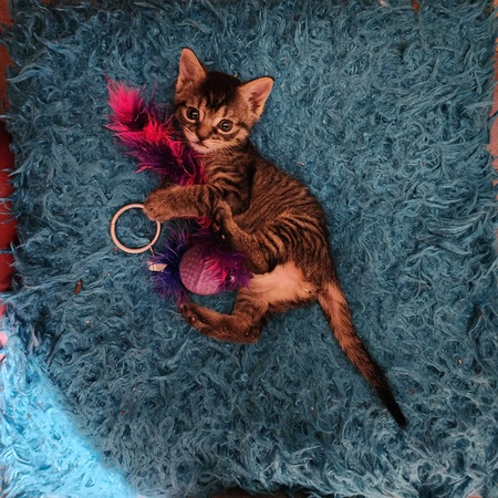 Leonidas (Leo)