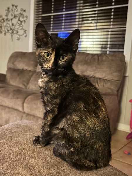 Entry image for Tortitude . Clicking this image will show a larger photo