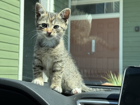 Entry image for Mudflap. Clicking this image will show a larger photo