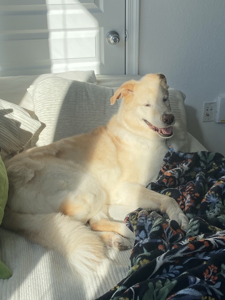 Arlo
