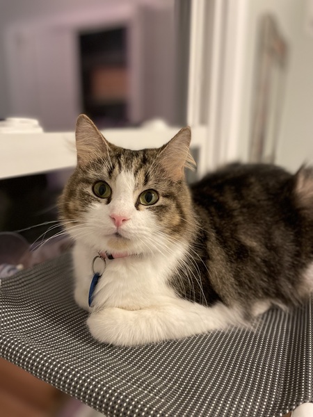 Nova
