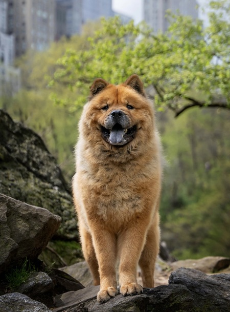 Zuzu
