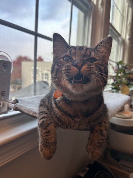 Wilson
