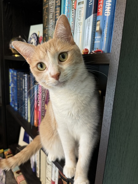Mango