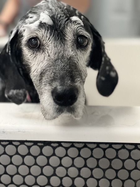 Bella
