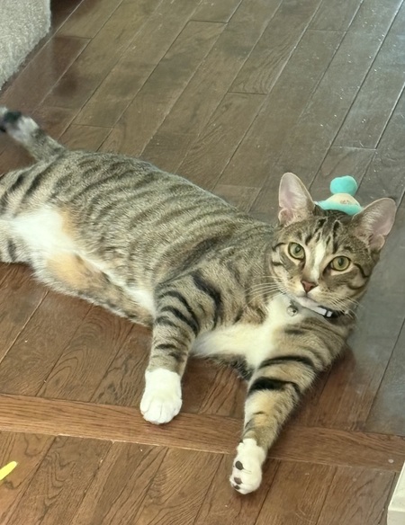 Mango