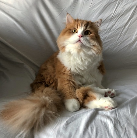 Louie