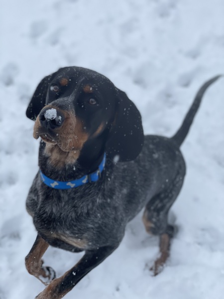 Bo