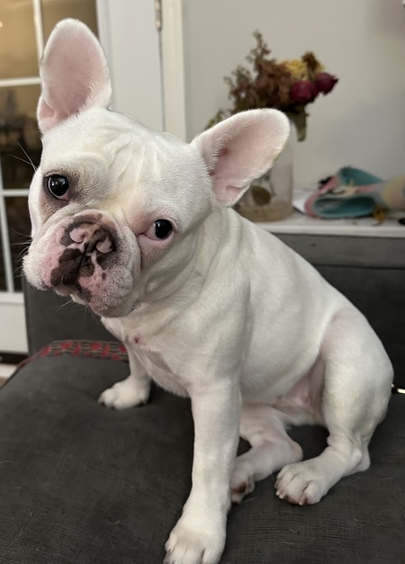 Gracie