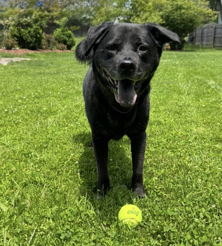 Piper