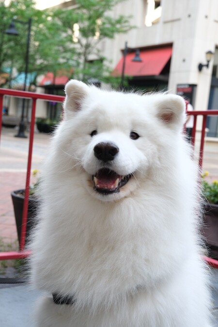Oshie