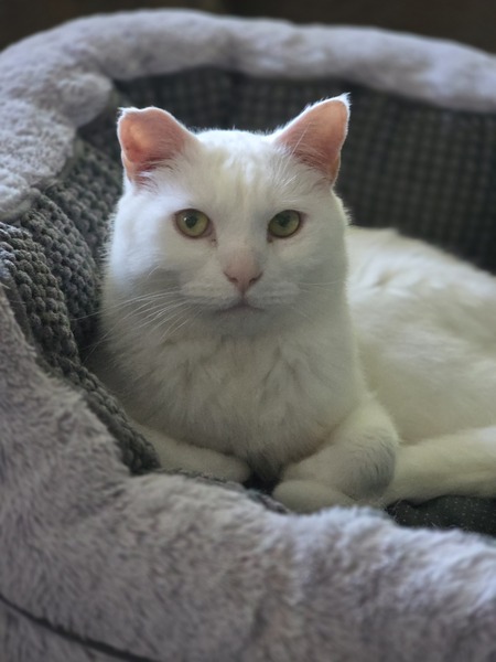 Kit-Kat