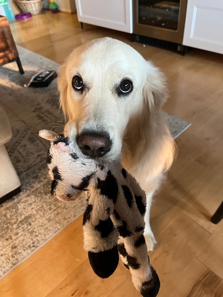 Popcorn (Poppy)