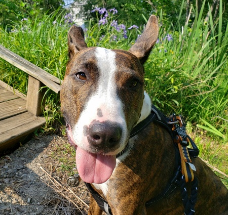 Odin