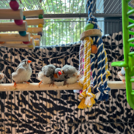 The Finches