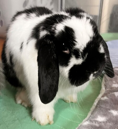 Mitzi