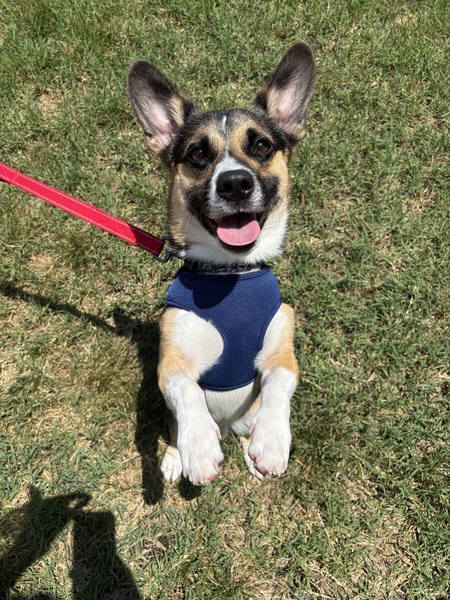 Frankie