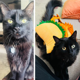 Entry image for Optimus Prime