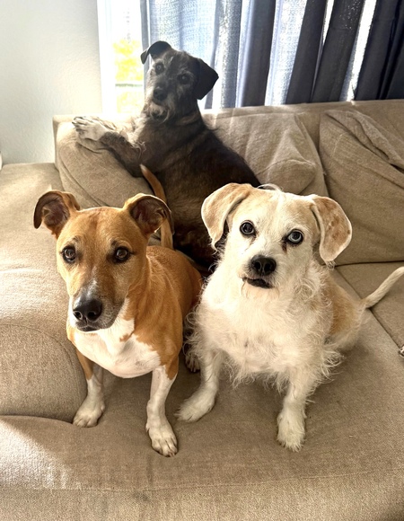 Fiona, Daisy and Huston